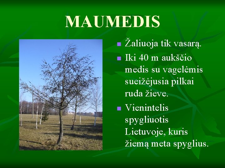 MAUMEDIS n n n Žaliuoja tik vasarą. Iki 40 m aukščio medis su vagelėmis