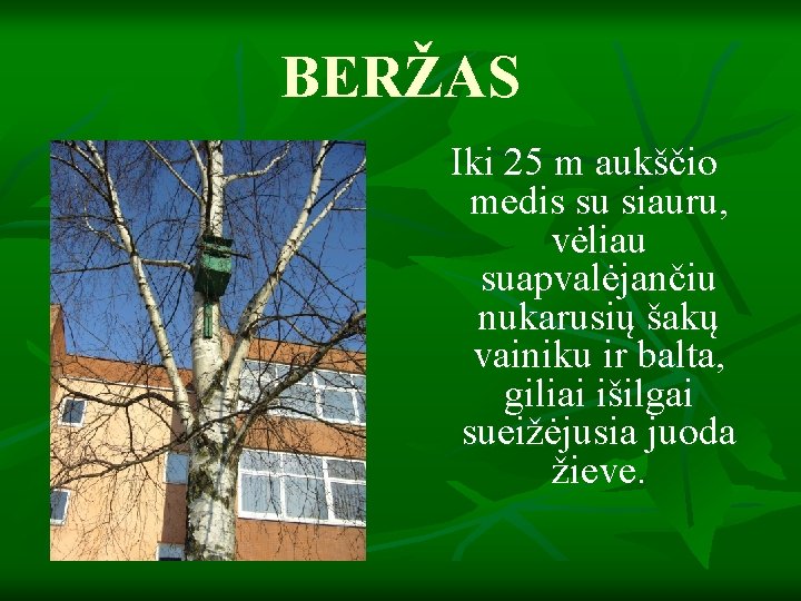 BERŽAS Iki 25 m aukščio medis su siauru, vėliau suapvalėjančiu nukarusių šakų vainiku ir