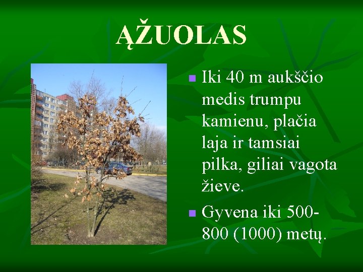 ĄŽUOLAS Iki 40 m aukščio medis trumpu kamienu, plačia laja ir tamsiai pilka, giliai