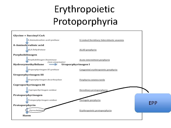 Erythropoietic Protoporphyria EPP Erythropoietic Protoporphyria EPP
