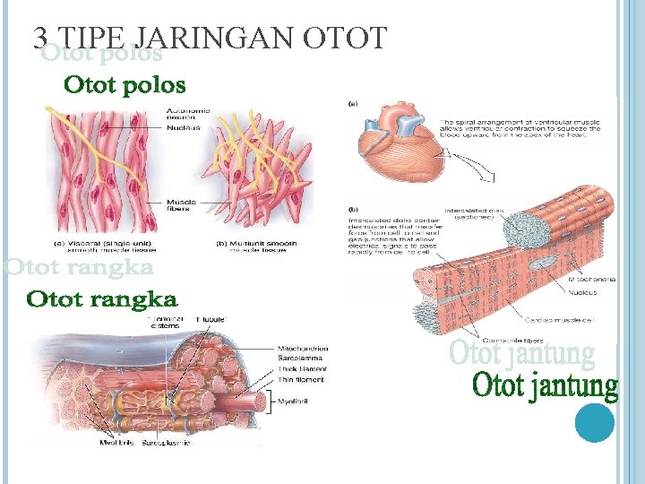 3 TIPE JARINGAN OTOT 