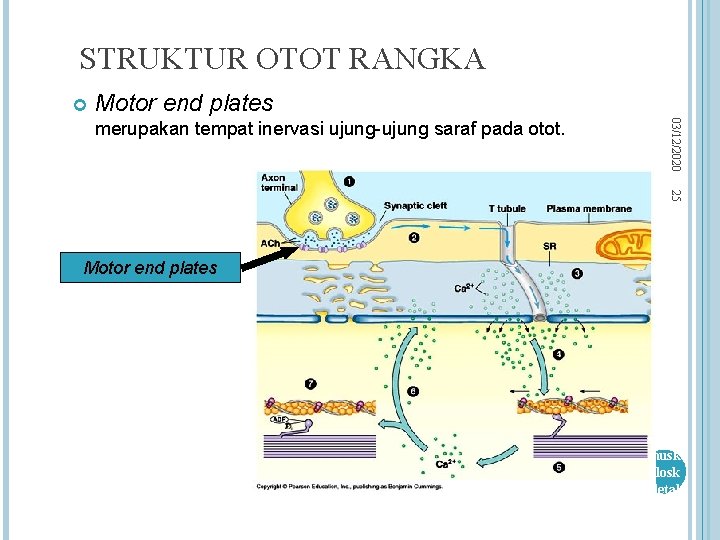 STRUKTUR OTOT RANGKA Motor end plates 03/12/2020 merupakan tempat inervasi ujung-ujung saraf pada otot.