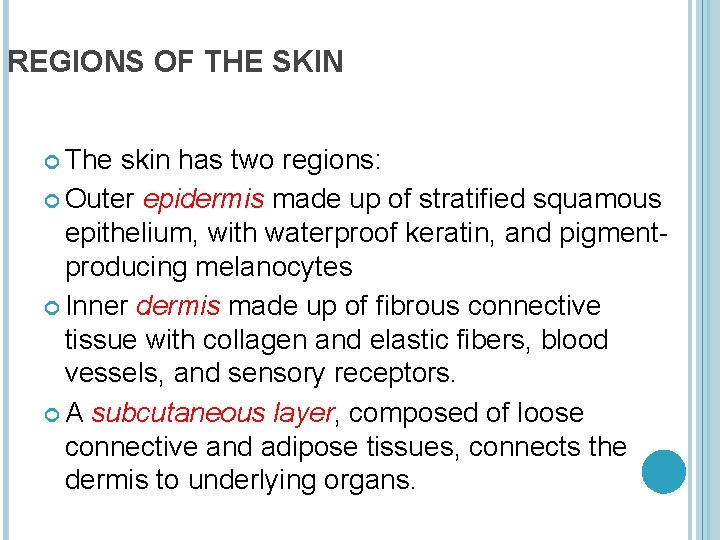 REGIONS OF THE SKIN The skin has two regions: Outer epidermis made up of