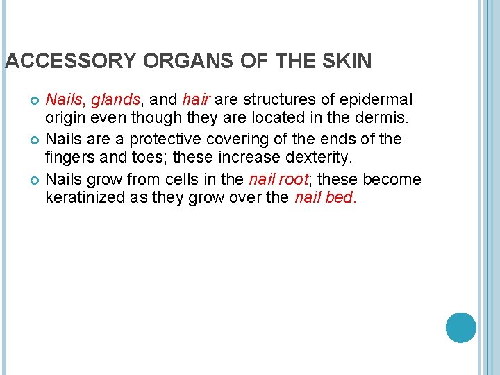 ACCESSORY ORGANS OF THE SKIN Nails, glands, and hair are structures of epidermal origin