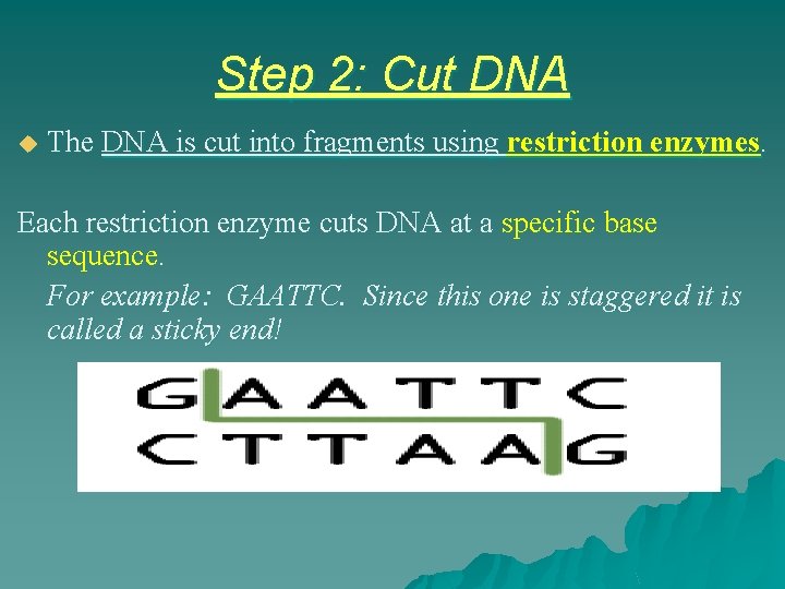 Step 2: Cut DNA u The DNA is cut into fragments using restriction enzymes.