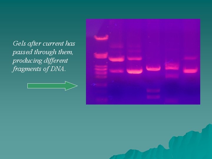 Gels after current has passed through them, producing different fragments of DNA. 