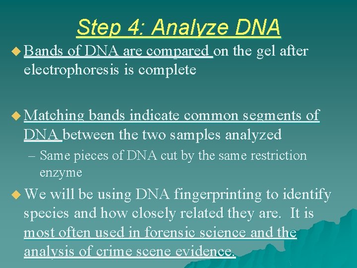 Step 4: Analyze DNA u Bands of DNA are compared on the gel after