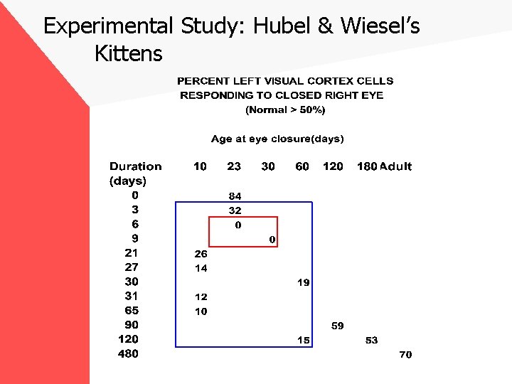 Experimental Study: Hubel & Wiesel’s Kittens 