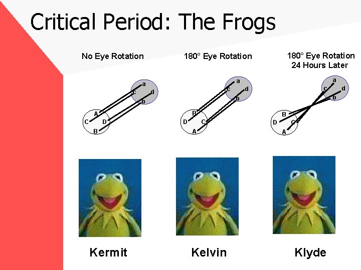 Critical Period: The Frogs No Eye Rotation c d B A D B Kermit