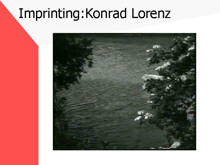 Imprinting: Konrad Lorenz 