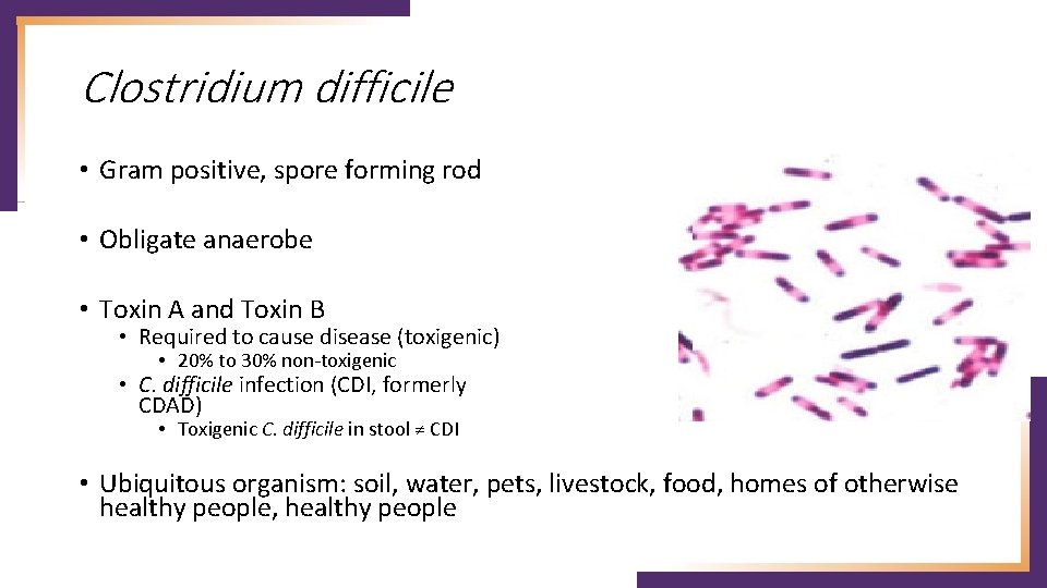 Clostridium difficile • Gram positive, spore forming rod • Obligate anaerobe • Toxin A