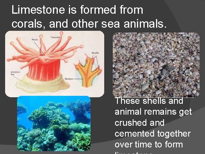 Limestone is formed from corals, and other sea animals. These shells and animal remains