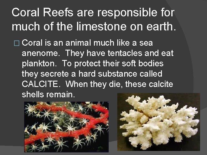 Coral Reefs are responsible for much of the limestone on earth. � Coral is