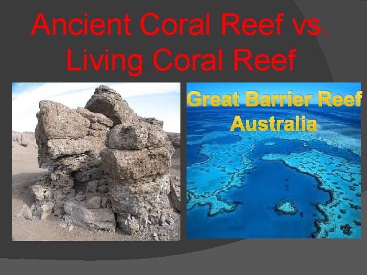 Ancient Coral Reef vs. Living Coral Reef Great Barrier Reef Australia 