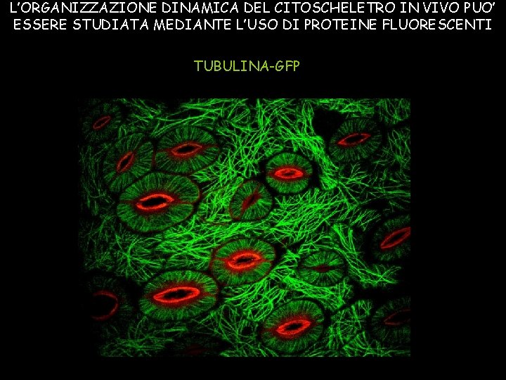 L’ORGANIZZAZIONE DINAMICA DEL CITOSCHELETRO IN VIVO PUO’ ESSERE STUDIATA MEDIANTE L’USO DI PROTEINE FLUORESCENTI