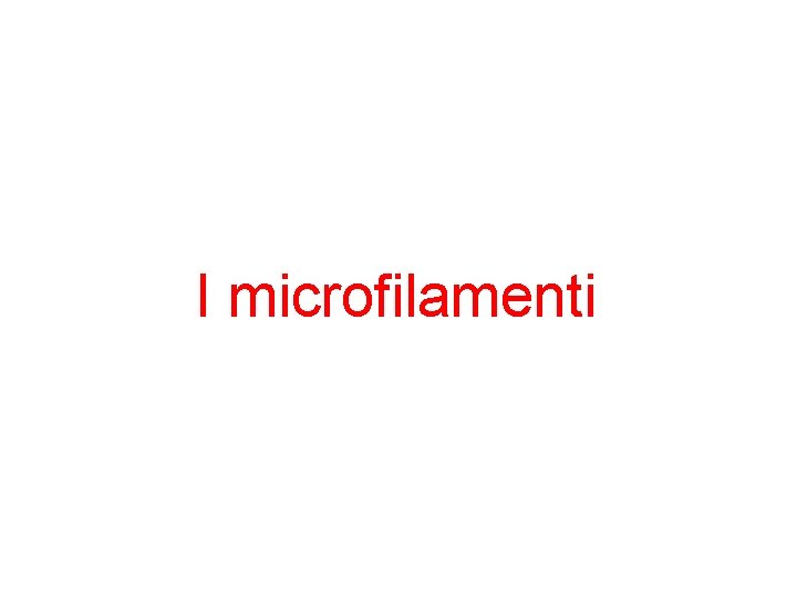 I microfilamenti 