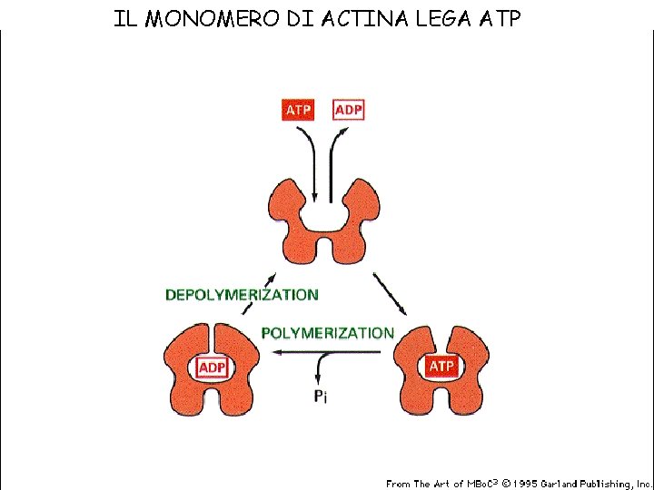 IL MONOMERO DI ACTINA LEGA ATP 