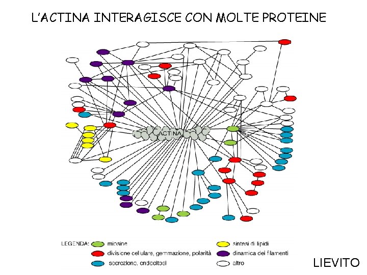 L’ACTINA INTERAGISCE CON MOLTE PROTEINE LIEVITO 