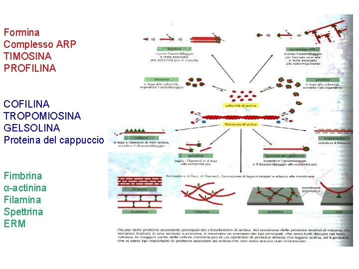 Formina Complesso ARP TIMOSINA PROFILINA COFILINA TROPOMIOSINA GELSOLINA Proteina del cappuccio Fimbrina α-actinina Filamina