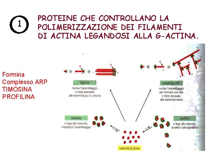 1 PROTEINE CHE CONTROLLANO LA POLIMERIZZAZIONE DEI FILAMENTI DI ACTINA LEGANDOSI ALLA G-ACTINA. Formina