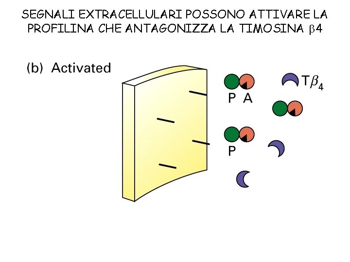 SEGNALI EXTRACELLULARI POSSONO ATTIVARE LA PROFILINA CHE ANTAGONIZZA LA TIMOSINA 4 