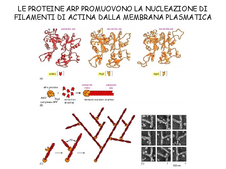 LE PROTEINE ARP PROMUOVONO LA NUCLEAZIONE DI FILAMENTI DI ACTINA DALLA MEMBRANA PLASMATICA 