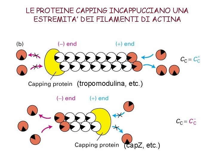 LE PROTEINE CAPPING INCAPPUCCIANO UNA ESTREMITA’ DEI FILAMENTI DI ACTINA (tropomodulina, etc. ) (cap.