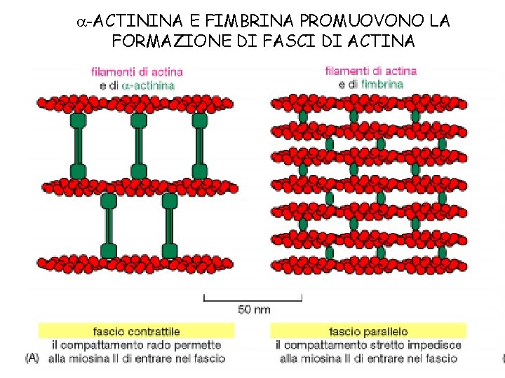  -ACTININA E FIMBRINA PROMUOVONO LA FORMAZIONE DI FASCI DI ACTINA 