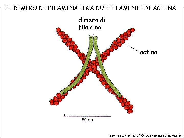 IL DIMERO DI FILAMINA LEGA DUE FILAMENTI DI ACTINA dimero di filamina actina 