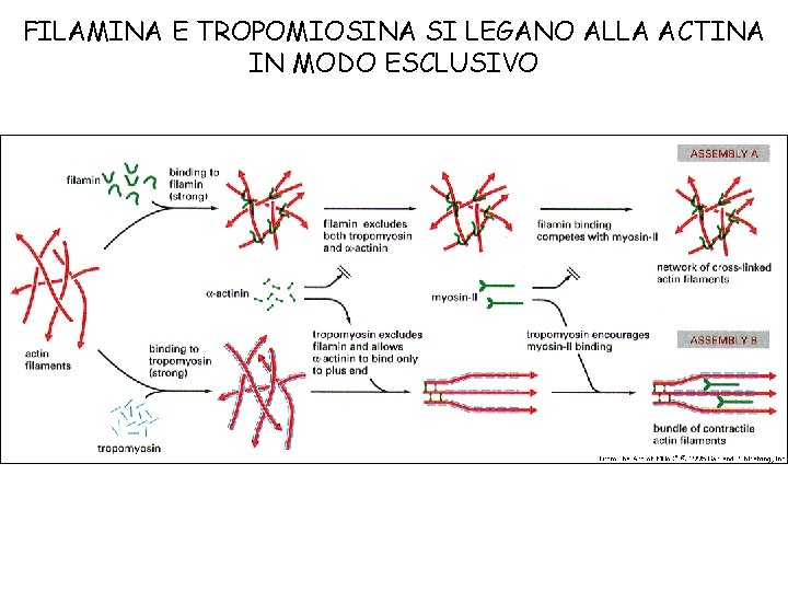 FILAMINA E TROPOMIOSINA SI LEGANO ALLA ACTINA IN MODO ESCLUSIVO 