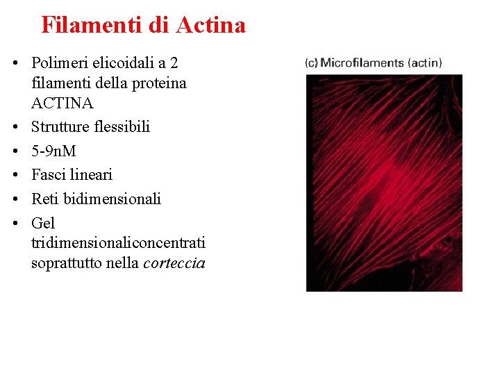 Filamenti di Actina • Polimeri elicoidali a 2 filamenti della proteina ACTINA • Strutture