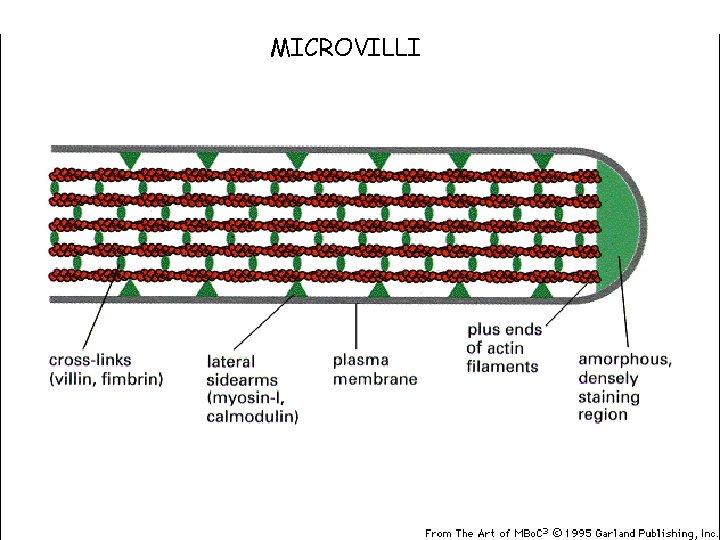 MICROVILLI 