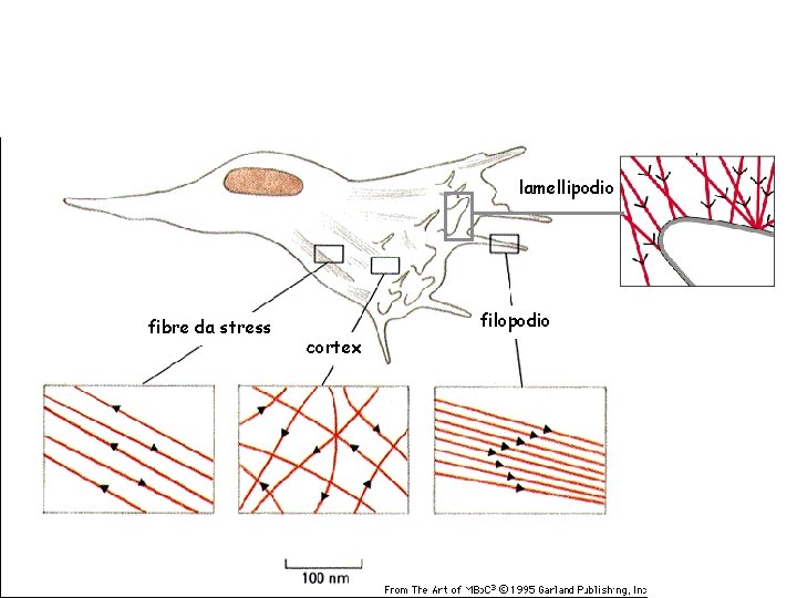 lamellipodio fibre da stress filopodio cortex 