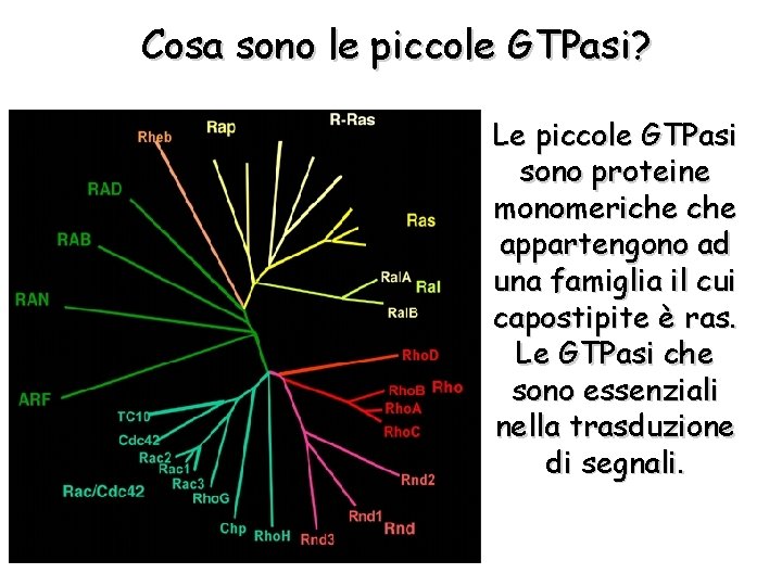 Cosa sono le piccole GTPasi? Le piccole GTPasi sono proteine monomeriche appartengono ad una