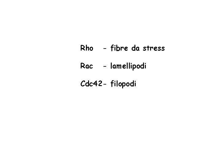 Rho - fibre da stress Rac - lamellipodi Cdc 42 - filopodi 