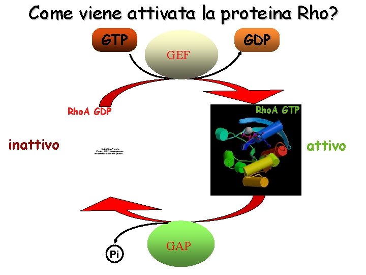 Come viene attivata la proteina Rho? GTP > GEF GDP Rho. A GTP Rho.