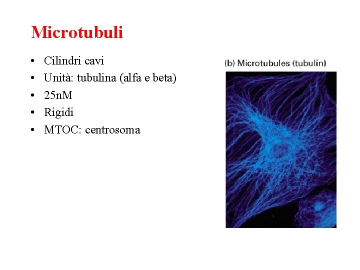 Microtubuli • • • Cilindri cavi Unità: tubulina (alfa e beta) 25 n. M