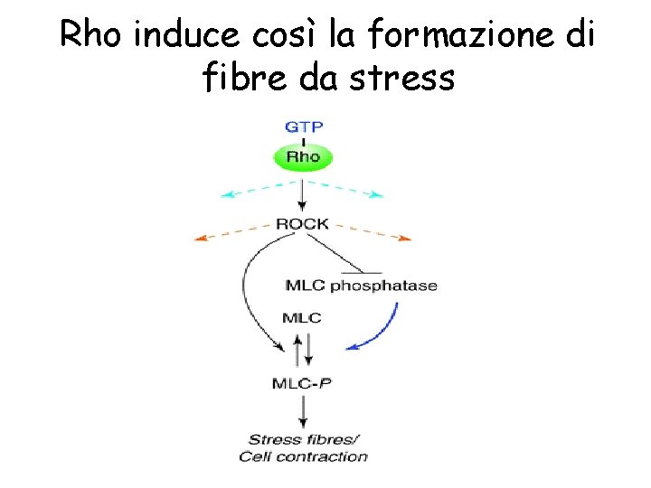 Rho induce così la formazione di fibre da stress 