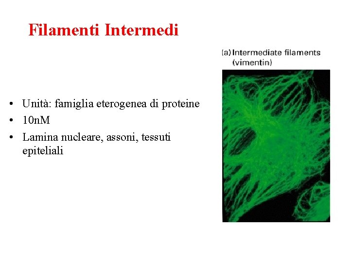 Filamenti Intermedi • Unità: famiglia eterogenea di proteine • 10 n. M • Lamina