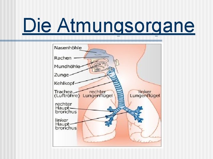 Die Atmungsorgane 
