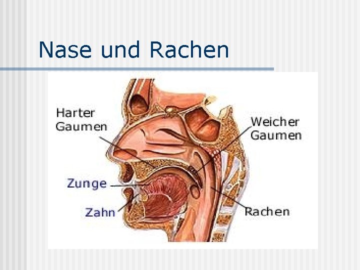 Nase und Rachen 