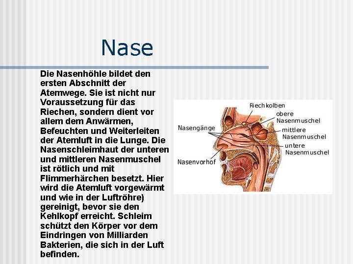 Nase Die Nasenhöhle bildet den ersten Abschnitt der Atemwege. Sie ist nicht nur Voraussetzung