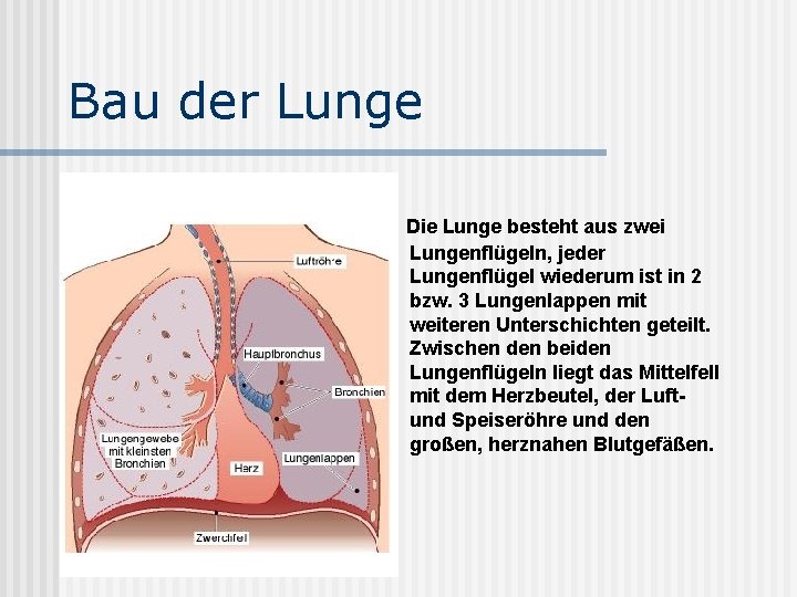 Bau der Lunge Die Lunge besteht aus zwei Lungenflügeln, jeder Lungenflügel wiederum ist in