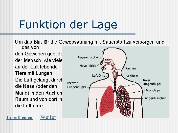 Funktion der Lage Um das Blut für die Gewebsatmung mit Sauerstoff zu versorgen und