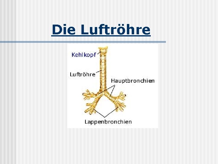 Die Luftröhre 