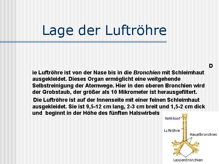 Lage der Luftröhre D ie Luftröhre ist von der Nase bis in die Bronchien