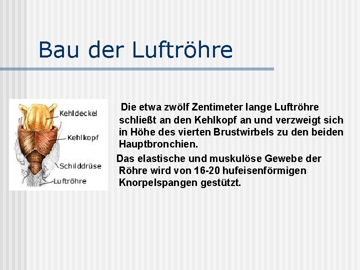 Bau der Luftröhre Die etwa zwölf Zentimeter lange Luftröhre schließt an den Kehlkopf an
