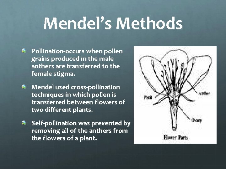 Mendel’s Methods Pollination-occurs when pollen grains produced in the male anthers are transferred to