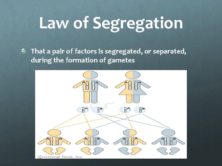Law of Segregation That a pair of factors is segregated, or separated, during the