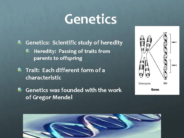 Genetics: Scientific study of heredity Heredity: Passing of traits from parents to offspring Trait: